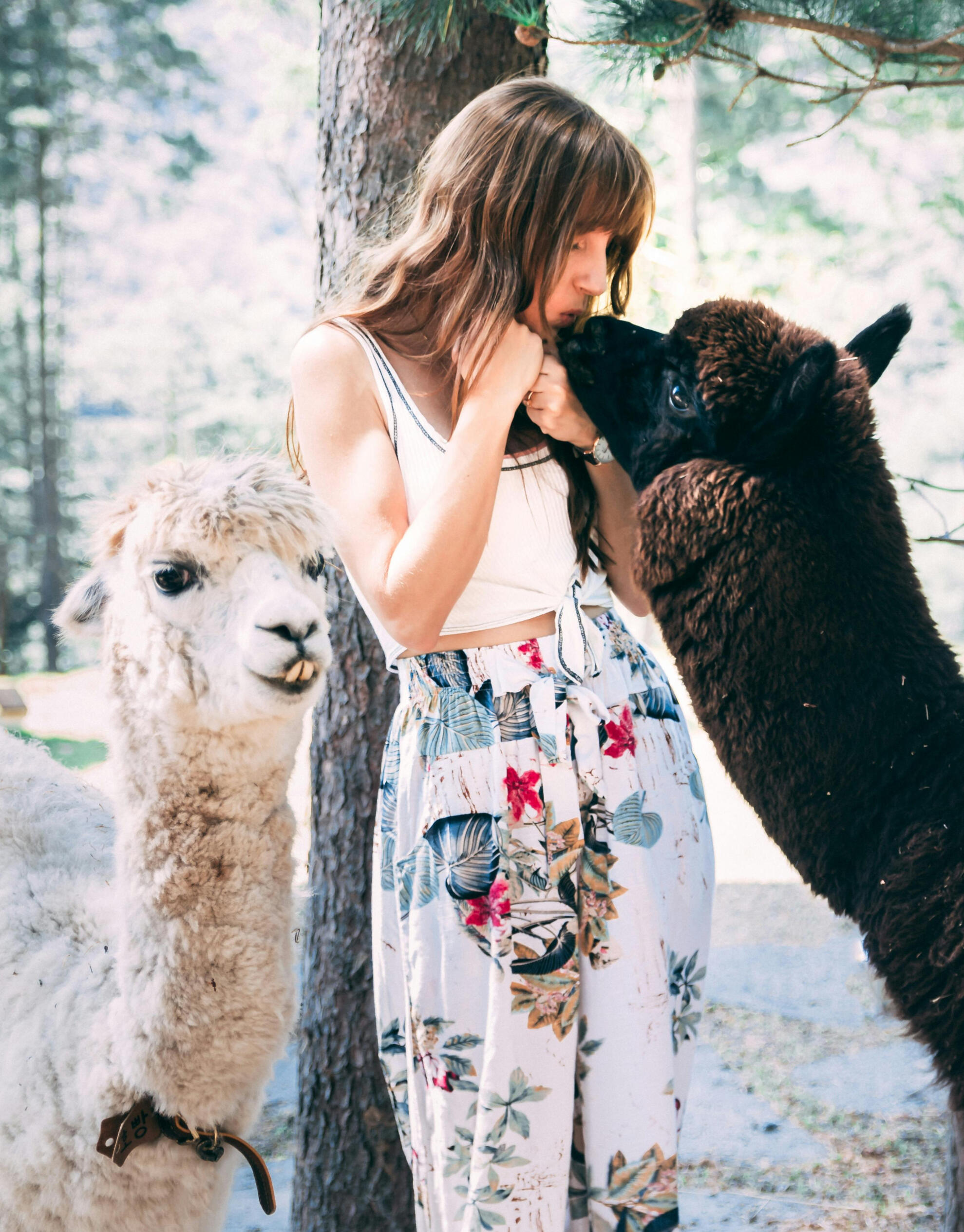 Alpaca umbria passeggiate